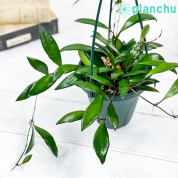 PLANCHU 観葉植物 ホヤ デビットクミンギー 4号吊り鉢 育て方説明書付き Hoya davidcummingii サクララン 桜蘭