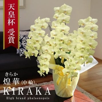希少 胡蝶蘭 お祝い 黄色 純国産 花持ち長い 中輪5本立ち 50輪～ 35,900円【煌華(きらか)】希少 画像配信あり 胡蝶蘭ギフト 胡蝶蘭お祝い 産地直送 お祝い 贈り物 母の日 縁起物 商売繁盛 開店祝 開業祝 移転祝 当選祝 当日発送 日本橋 銀座 王立園芸協会登録商品