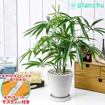 PLANCHU 観葉植物 シェフレラ アンガスティフォリア 5号樹脂鉢 ホワイト サスティー付き 受け皿付き 育て方説明書付き Schefflera angustifolia
