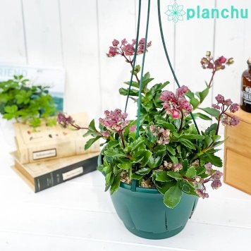 PLANCHU 多肉植物 カランコエ ドリーQ2 7号吊り鉢 育て方説明書付き Kalanchoe ‘Dolly Q2’ 観葉植物 鉢花