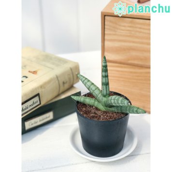 PLANCHU 観葉植物 サンセベリア ボンセレンシス 2.5号ポット Sansevieria ‘Boncellensis’ サンスベリア 多肉植物