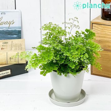 PLANCHU 観葉植物 アジアンタム ミクロフィラム 3.5号鉢 受け皿付き 育て方説明書付き Adiantum raddianum ‘Micropinnulum’ ミクロピンヌルム シダ植物