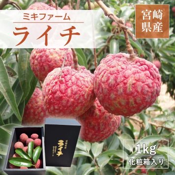 ライチ【ミキファーム】国産 生ライチ 1kg サイズ色々 贈答用 御中元 宮崎県高鍋町 《7/上旬～7/下旬の出荷》フルーツ 送料無料【一部地域を除く】