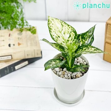 PLANCHU 観葉植物 アグラオネマ エイリーン 4号鉢 受け皿付き 育て方説明書付き Aglaonema ‘Eileen’ 幸せを招くタイの宝石 アロイド
