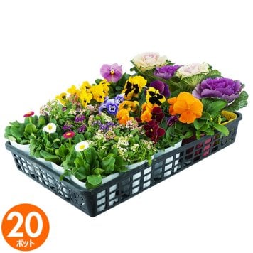 花苗 セット 送料無料 秋のお花おまかせ20ポット ガーデニングに最適です。沖縄・離島を除く