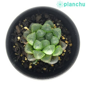 PLANCHU 多肉植物 ハオルチア クーペリー var. ピリフェラ JDV95/7 Kubusie CL 2.5号鉢 Haworthia cooperi var. pillifera