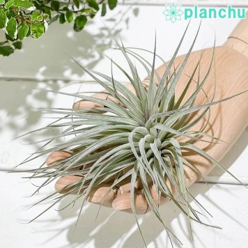 PLANCHU エアプランツ ティランジア コットンキャンディ パープル Lサイズ 1株 W20×H12cm前後 育て方説明書付き Tillandsia ‘Cotton Candy Purple’ エアープランツ チランジア