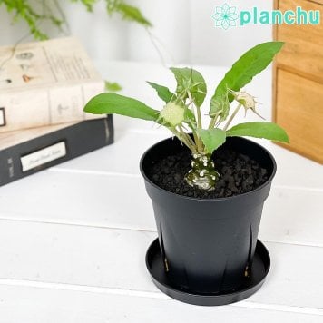 PLANCHU 多肉植物 ドルステニア フォエチダ 3号鉢 受け皿付き 育て方説明書付き Dorstenia foetida コーデックス