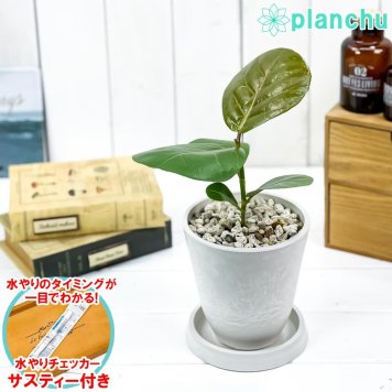PLANCHU 観葉植物 ココロバ シーグレープ 4号樹脂鉢 ホワイト サスティー付き 受け皿付き 育て方説明書付き Coccoloba uvifera ハマベブドウ