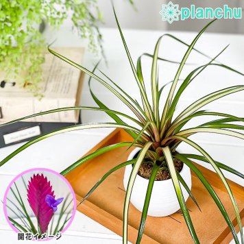 PLANCHU 観葉植物 ワリシア キアネア 斑入り 3号丸鉢 受け皿付き 育て方説明書付き Wallisia cyanea ‘Variegata’ ハナアナナス ブロメリア ティランジア チランジア