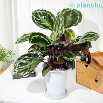 PLANCHU 観葉植物 カラテア メダリオン 6号鉢 受け皿付き 育て方説明書付き Calathea ‘Medallion’