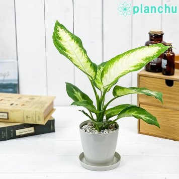 PLANCHU 観葉植物 ディフェンバキア カミーラ 3.5号鉢 受け皿付き 育て方説明書付き Dieffenbachia ‘Camille’ アロイド