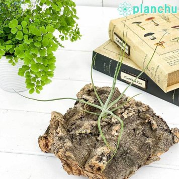 PLANCHU エアプランツ ティランジア シーディアナ Sサイズ 1株 W14×H14cm前後 育て方説明書付き Tillandsia schiedeana スキディアーナ エアープランツ チランジア