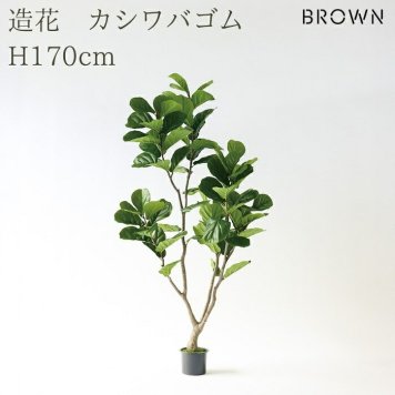 観葉植物 造花 カシワバゴム BROWN 全高約170cm 大型 株立ち フェイクグリーン 高級 本物そっくり リアル おしゃれ ナチュラル インテリア 人工観葉植物 アーティフィシャルグリーン オフィス 店舗 ホテル 開店祝い 室内 リビング 玄関 風水 ゴムの木