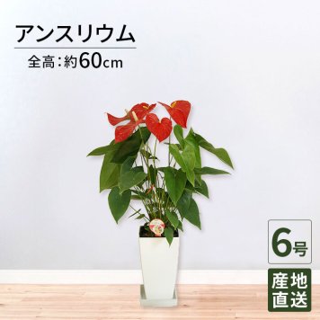 アンスリウム 赤 6号 角プラ 高さ約60cm 観葉植物