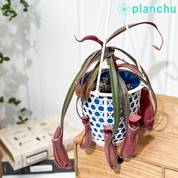PLANCHU 食虫植物 ネペンテス アルボマルギナータ 4号吊り鉢 育て方説明書付き Nepenthes albomarginata ウツボカズラ