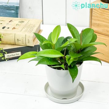 PLANCHU 観葉植物 ホヤ パーフェクトグリーン 3.5号鉢 受け皿付き 育て方説明書付き Hoya サクララン 桜蘭