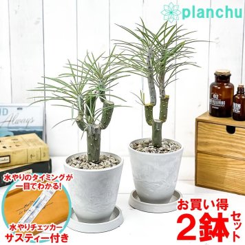 観葉植物 モンキーツリー 4号樹脂鉢 ホワイト 2鉢セット サスティー付き 受け皿付き 育て方説明書付き Senecio kleinia neriifolia セネシオ クレイニア 天竜