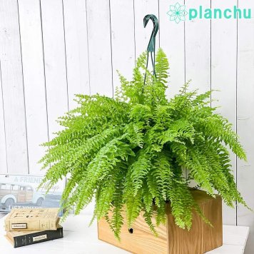 PLANCHU 観葉植物 ネフロレピス ツデー 7号吊り鉢 育て方説明書付き Nephrolepis exaltata ‘Teddy Junior’ ボストンファーン ボストンファン シダ植物