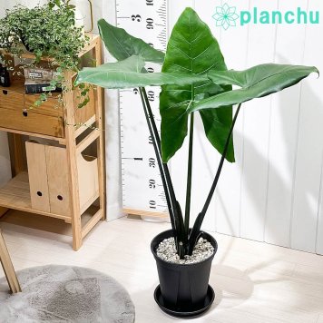 PLANCHU 観葉植物 アロカシア ブラックゼブリナ 8号スリット鉢 受け皿付き 育て方説明書付き PVP Alocasia ‘Black Zebrina’ アロイド