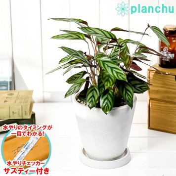 PLANCHU 観葉植物 クテナンテ セトサ 5号樹脂鉢 ホワイト サスティー付き 受け皿付き 育て方説明書付き Ctenanthe setosa カラテア