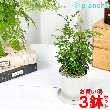 観葉植物 シマトネリコ 3.5号鉢 3鉢セット 受け皿付き 育て方説明書付き Fraxinus griffithii 苗 苗木 株立ち