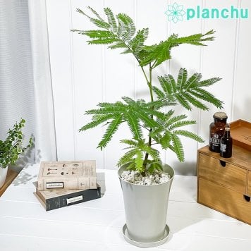PLANCHU 観葉植物 コヨバ エバーフレッシュ 5号鉢 受け皿付き 育て方説明書付き Cojoba arborea var. angustifolia アカサヤネムノキ