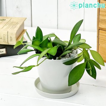 PLANCHU 観葉植物 ホヤ ザンバレス 3.5号鉢 受け皿付き 育て方説明書付き Hoya zambales サクララン 桜蘭