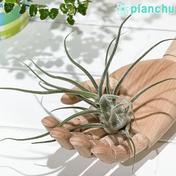 PLANCHU エアプランツ ティランジア プルイノーサ コロンビアフォーム 1株 W15×H15cm前後 育て方説明書付き Tillandsia pruinosa Colombia Form エアープランツ チランジア