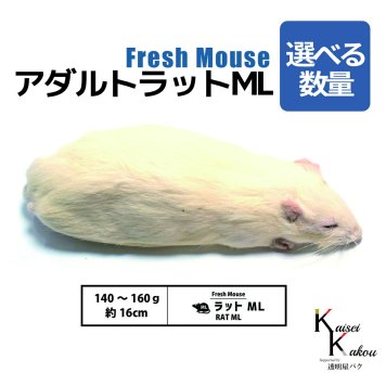 「アダルトラットML 選べる数量 Biokimia 」   約16cm 140～160g 冷凍マウス 冷凍ラット フレッシュマウス フレッシュラット 冷凍餌 エサ えさ 爬虫類 両生類 猛禽類 大型魚 大型肉食魚