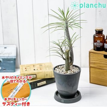 PLANCHU 多肉植物 モンキーツリー 4号樹脂鉢 ダークグレー サスティー付き 受け皿付き 育て方説明書付き Senecio kleinia neriifolia セネシオ クレイニア 天竜 多肉植物