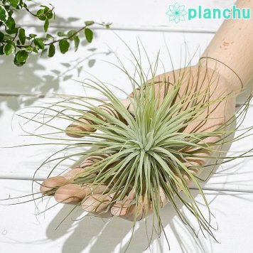 PLANCHU エアプランツ ティランジア マグヌシアナ Lサイズ 1株 W20×H10cm前後 育て方説明書付き Tillandsia magnusiana マグヌシアーナ エアープランツ チランジア