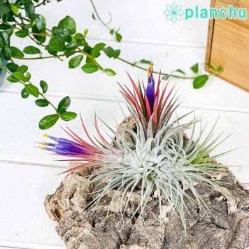 PLANCHU エアプランツ ティランジア イオナンタ クランプ 1株 W8×H8cm前後 育て方説明書付き Tillandsia ionantha エアープランツ チランジア 群生株