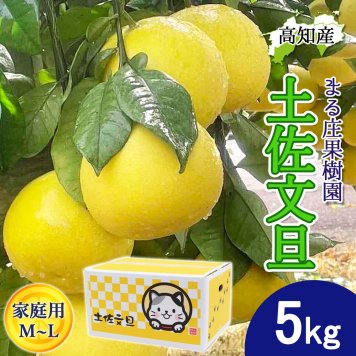 土佐文旦 野囲い 文旦 小 M/Lサイズ 5kg 家庭用 土佐市 まる庄果樹園 産直 山間部栽培 ぶんたん 産地直送 高知産 ジューシー まろやか 高知 ブンタン 農家直送 ネコちゃん箱入り 届いてすぐに食べれる追熟文旦【送料無料】
