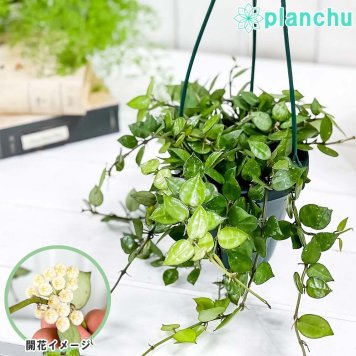 PLANCHU 観葉植物 ホヤ クローニアナ グローエン 4号吊り鉢 育て方説明書付き Hoya krohniana ‘Groen’ サクララン 桜蘭