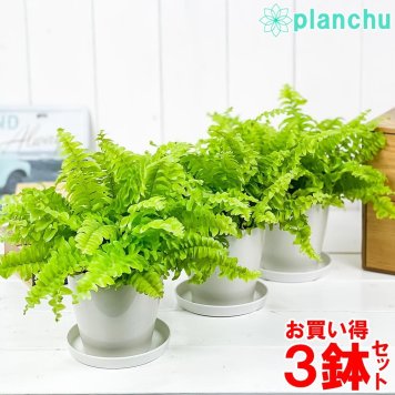 観葉植物 ネフロレピス ツデー 3.5号鉢 3鉢セット 受け皿付き 育て方説明書付き Nephrolepis exaltata ‘Teddy Junior’ シダ  ボストンファーン ボストンファン