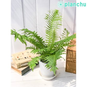 PLANCHU 観葉植物 ブレクナム シルバーレディ 4号鉢 受け皿付き 育て方説明書付き Blechnum gibbum ‘Silver Lady’ シダ植物