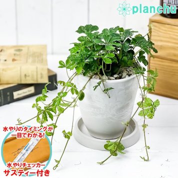 PLANCHU 観葉植物 パルテノシッサス シュガーバイン 4号樹脂鉢 ホワイト サスティー付き 受け皿付き 育て方説明書付き PVP Parthenocissus ‘Sugar Vine’