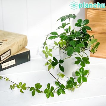 PLANCHU 観葉植物 パルテノシッサス シュガーバイン 3.5号鉢 受け皿付き 育て方説明書付き PVP Parthenocissus ‘Sugar Vine’