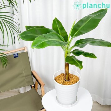 PLANCHU 熱帯果樹 ムサ モンキーバナナ 7号鉢 受け皿付き 育て方説明書付き Musa acuminata ‘Senorita’ セニョリータバナナ 果樹苗 観葉植物