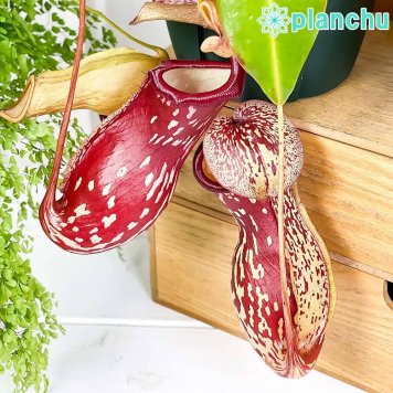 PLANCHU 食虫植物 ネペンテス ガヤ 5号吊り鉢 育て方説明書付き Nepenthes ‘Gaya’ ウツボカズラ