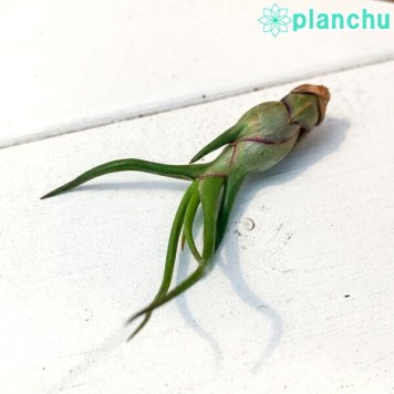 PLANCHU エアプランツ ティランジア ブルボーサ Sサイズ 1株 W4×H6cm前後 育て方説明書付き Tillandsia bulbosa エアープランツ チランジア