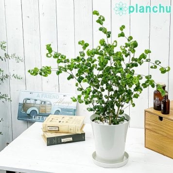 PLANCHU 観葉植物 フィカス ベンジャミン バロック 6号鉢 受け皿付き 育て方説明書付き PVP Ficus benjamina ‘Barok’ 幸運を呼ぶ木 ゴムノキ