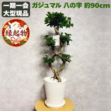 ガジュマル 観葉植物 八の字 8号鉢苗 大型 盆栽 末広がりの8の字 室内 珍しい 希少種 多幸の木 幸福をもたらす精霊が住むガジュマルの木 おしゃれなインテリア 結婚祝い 新築祝い 開店祝い 開業祝い 誕生日 母の日 父の日 記念日 プレゼントギフト 肥料別売り 敬老の日