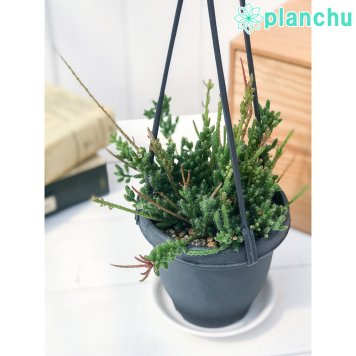 PLANCHU 観葉植物 リプサリス メセンブリアンテモイデス 3.5号吊り鉢 育て方説明書付き Rhipsalis mesembryanthemoides 森林性サボテン