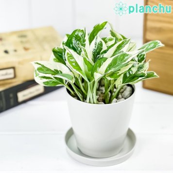 PLANCHU 観葉植物 ポトス エンジョイ 3.5号鉢 受け皿付き 育て方説明書付き PVP Epipremnum aureum ‘N'Joy’ エピプレムナム アロイド