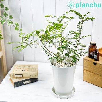 PLANCHU 観葉植物 シマトネリコ 斑入り 6号鉢 受け皿付き 育て方説明書付き Fraxinus griffithii ‘Variegata’ 苗 苗木