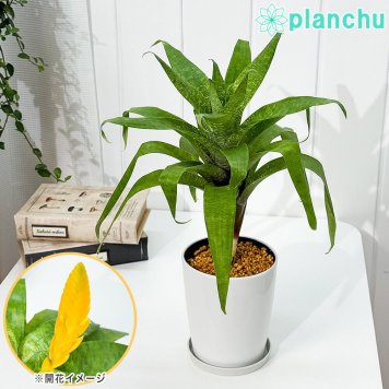 PLANCHU 観葉植物 フリーセア オスピナエ 4号鉢 受け皿付き 育て方説明書付き Vriesea ospinae ブロメリア