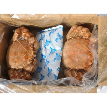 網走水産 北海道産 毛がに2尾セット (APID-027) [お中元][お歳暮] ※送料無料(北海道・沖縄・離島への配送不可)