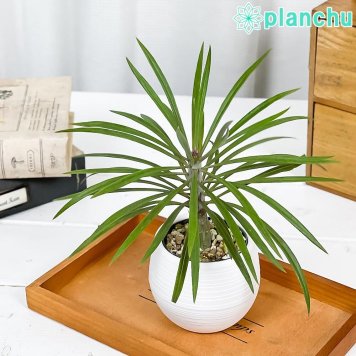 PLANCHU 多肉植物 クレイニア モンキーツリー 3号丸鉢 受け皿付き 育て方説明書付き Kleinia neriifolia 天竜